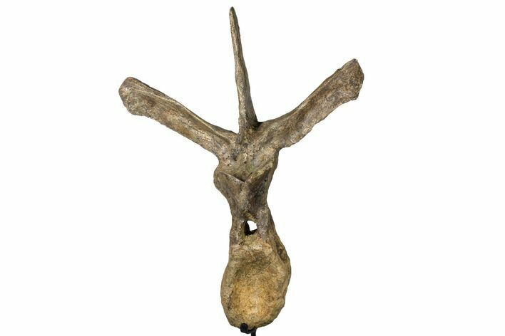 Bargain, Hadrosaur (Edmontosaurus) Vertebra - Restored Processes #132013